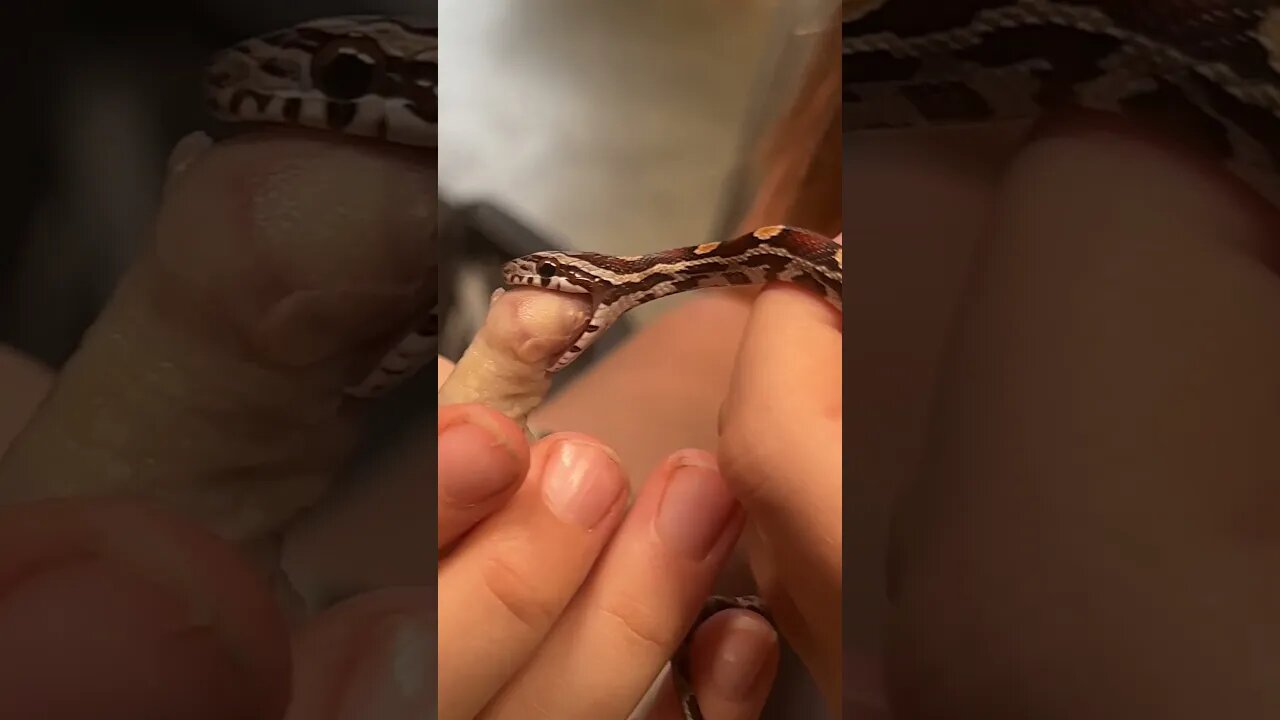 FEEDING BABY SNAKES #reptiles #herpetology #wildlife #animal #snakes #nature #cornsnake #hognose