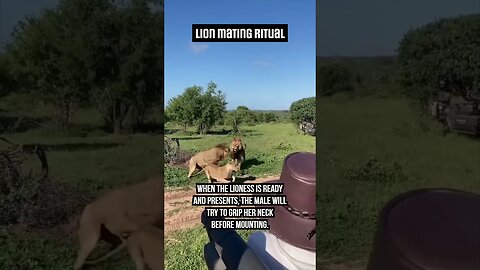 Lions CLASH During Mating Session 🦁 #Fight #Lions #bigcats
