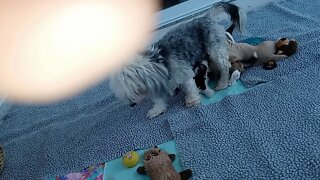 K Litter - Morning Fun Time(1)