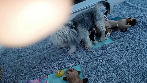 K Litter - Morning Fun Time(1)