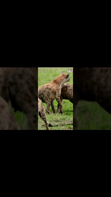 Hyena Squabble | Saturday #shorts