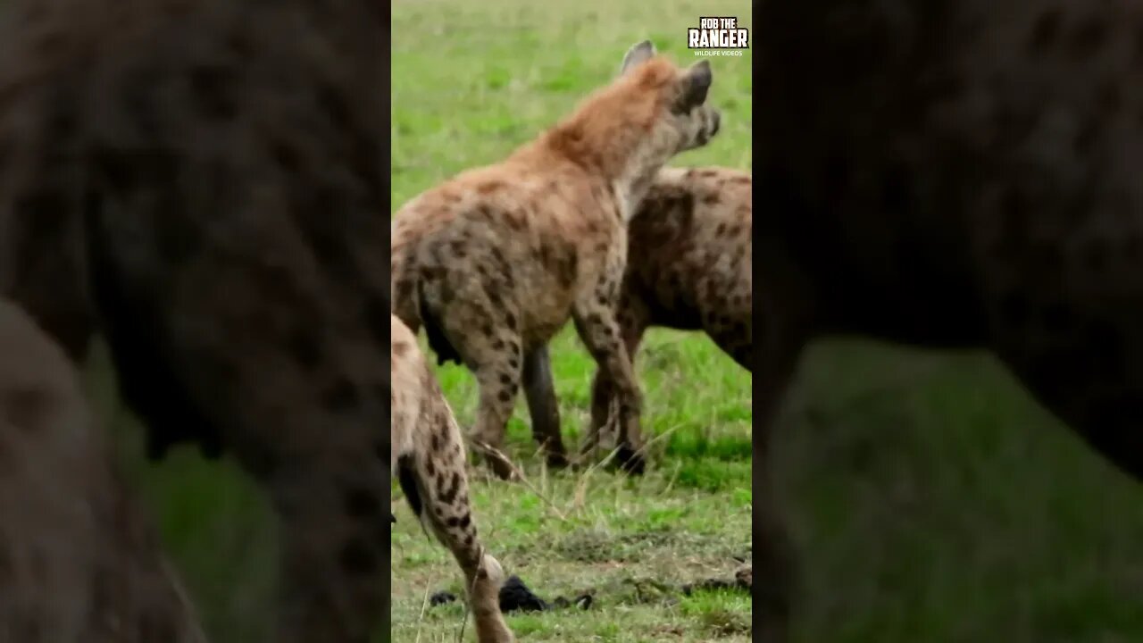Hyena Squabble | Saturday #shorts