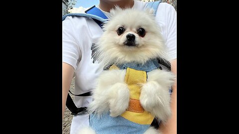 Cute white puppy can't control his excitement with owner comes home.