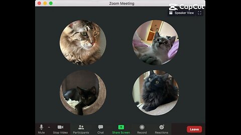Cat Call