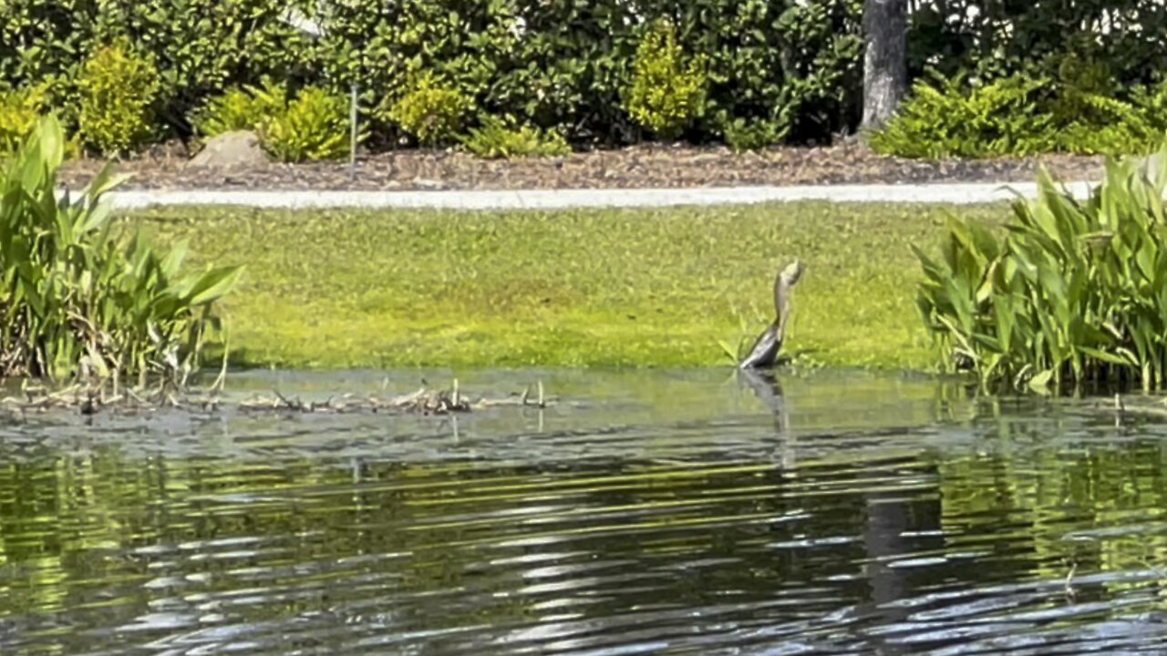 Afternoon Walk With Wildlife #walks #4K