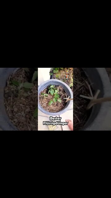 Schnell und einfacher Flüssigdünger für eure Pflanzen
