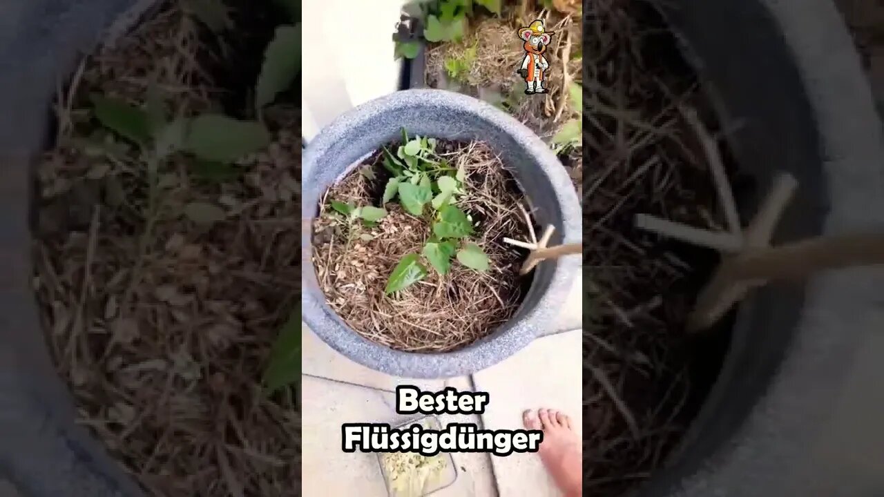 Schnell und einfacher Flüssigdünger für eure Pflanzen