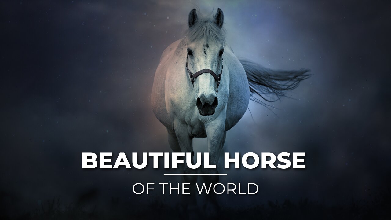 The Majestic World of Horses