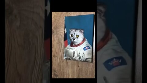 Cat surprised 🙀