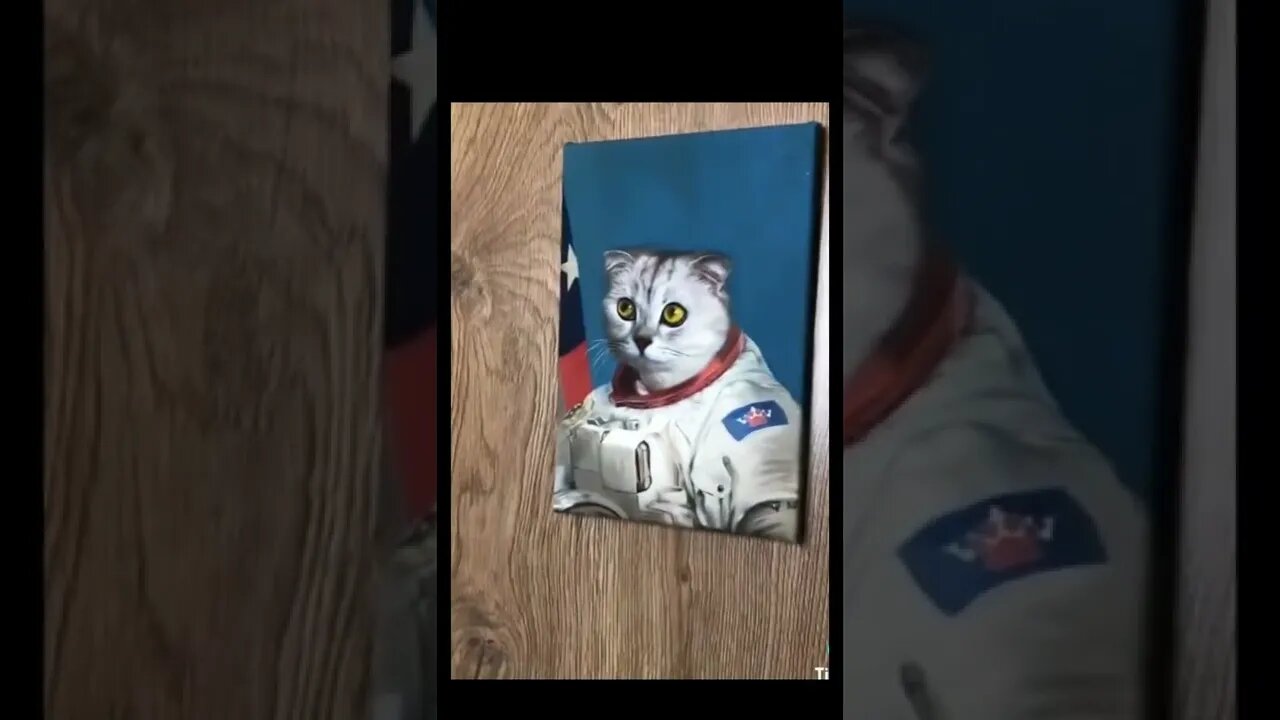 Cat surprised 🙀