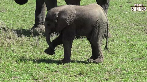 Beautiful Sight: African Elephant Herd With A Tiny Calf (Introduced By Maureen Spears)