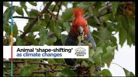 Shapeshifting animals