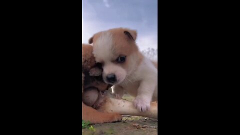 Puppy 🐈 and puppy 🐶. A beautiful 😻😻 moment ☺️