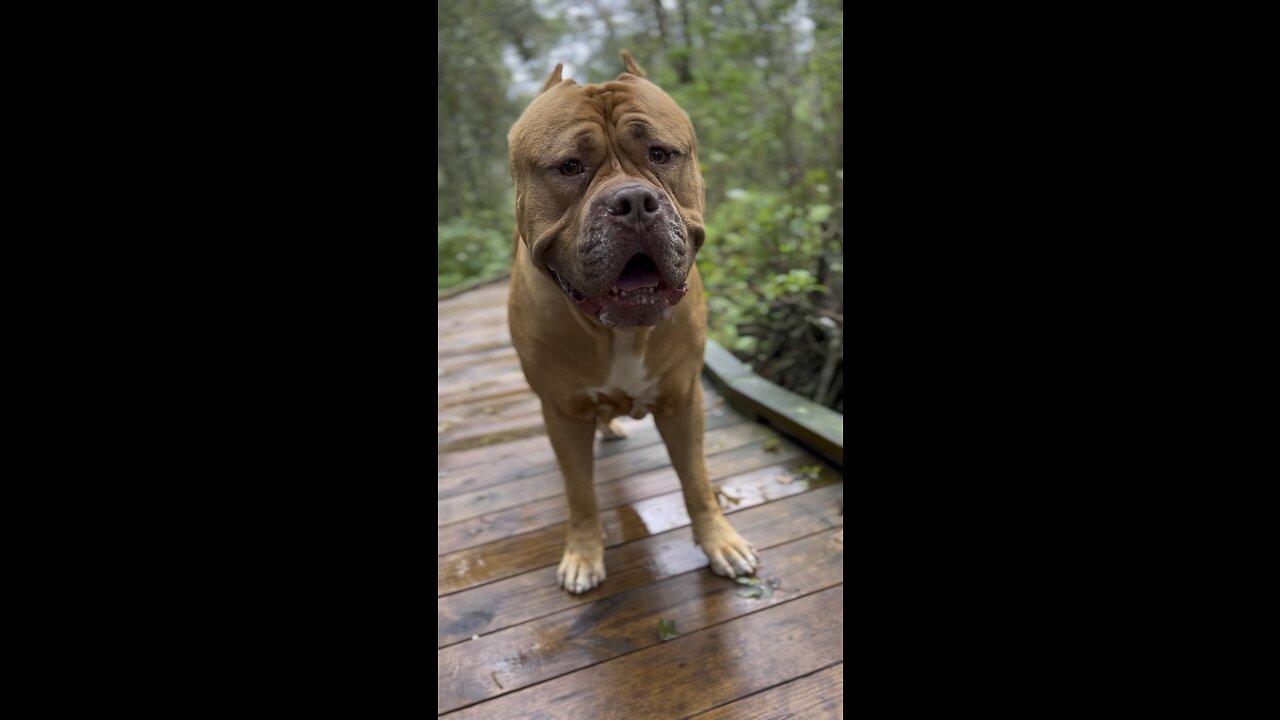 GIANT Pit Bull on his jungle walk! 🌴🦁🌿