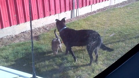 Lily the Cat loves her Dog Pal Sparky! 😽🐶