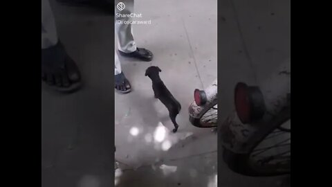 beautiful street dogs😘😘