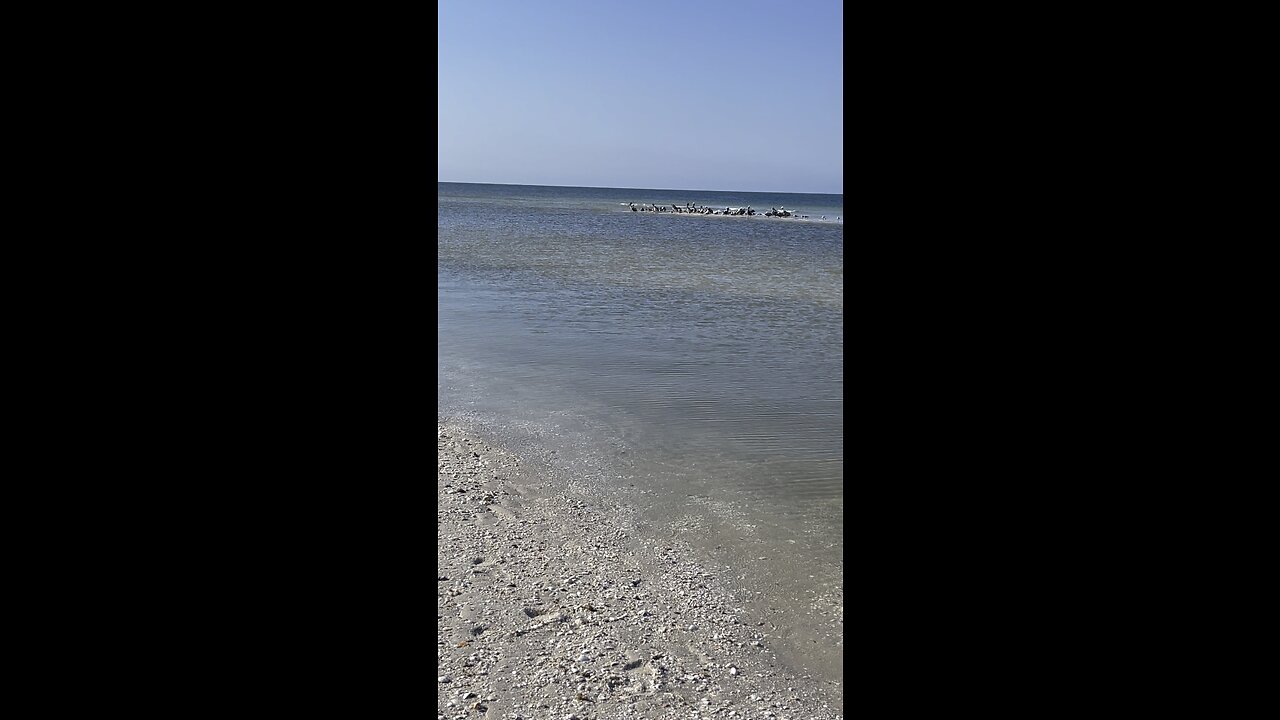 Clam Pass Naples, FL 12/11/2022 #4K #DolbyVisionHDR