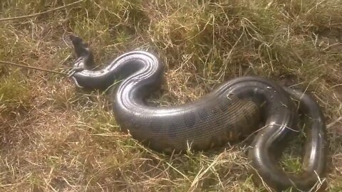 COBRAS GIGANTES CAPTURADAS NA AMÉRICA DO SUL