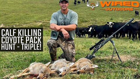 Calf Killing Coyote Pack Hunt - Triple!