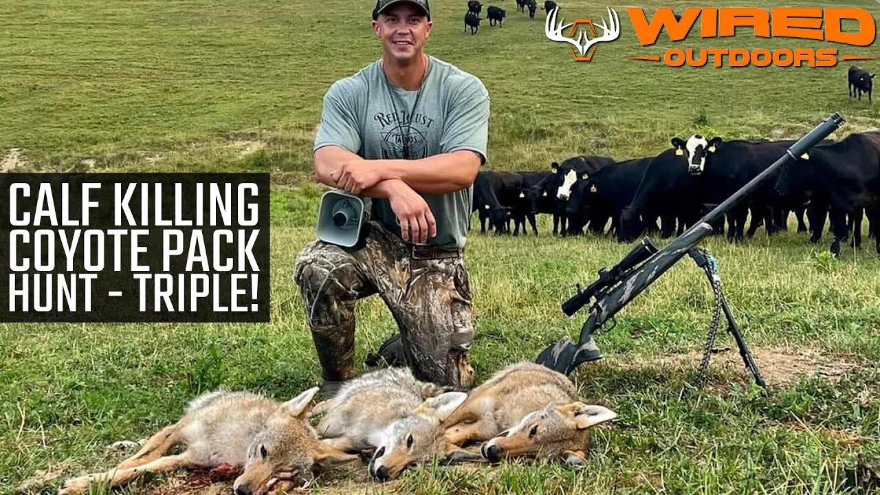 Calf Killing Coyote Pack Hunt - Triple!