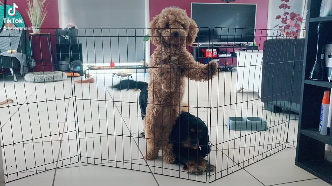 Waiting for dad 🥰