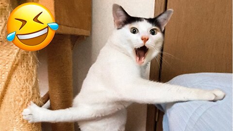 Funny cat 2023