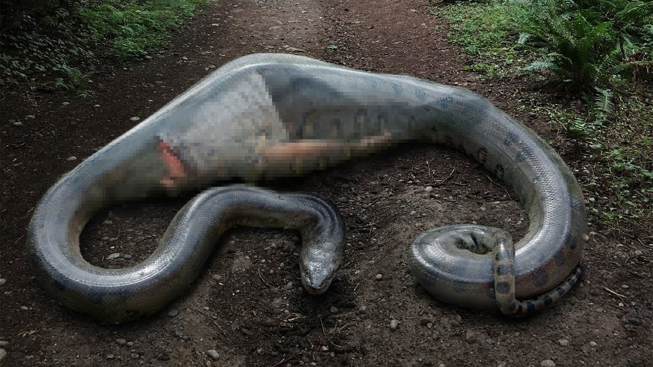 This Man Woke Up Inside The Snake. What Happened To His Body ?