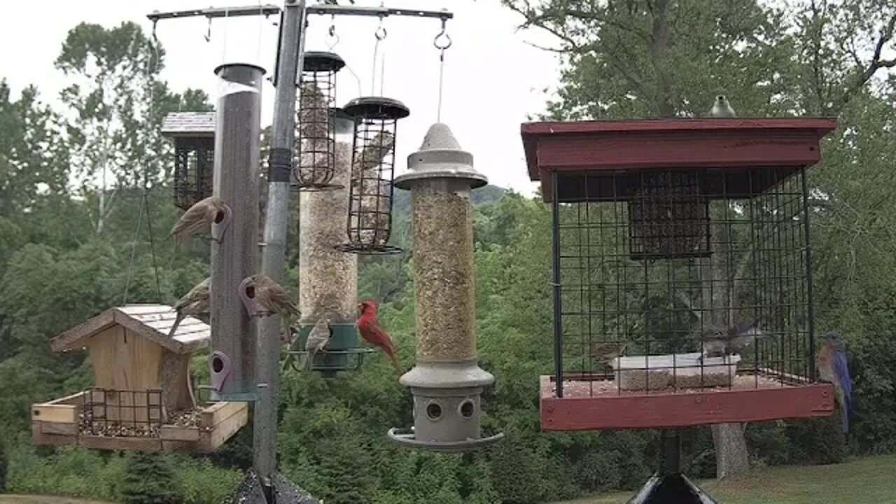 Bluebird juvies finally figure out how to get in the feeder