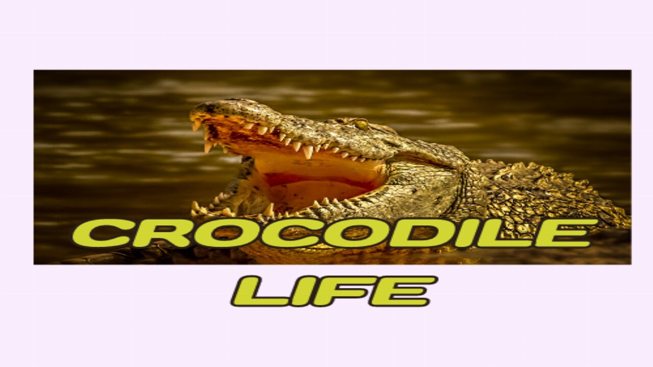 Crocodile life