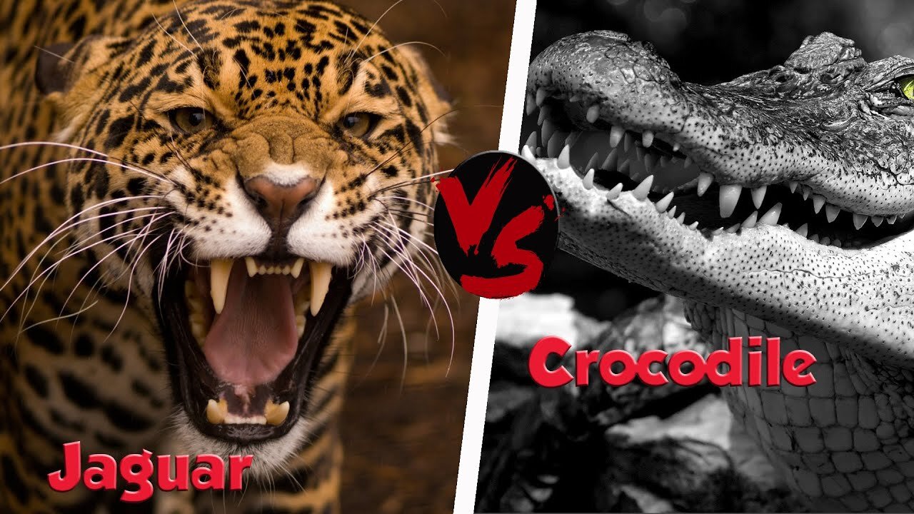 10 CRAZIEST Animal Fights Caught On Camera- Lion,Buffalo,crocodile,Elephant, Bear,Lion