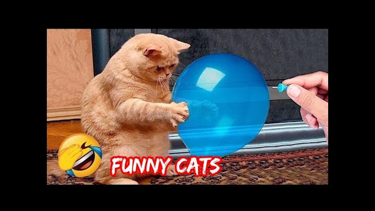 New Funny Animals 😁 Funniest Cats And Dogs Videos 🐈🐶