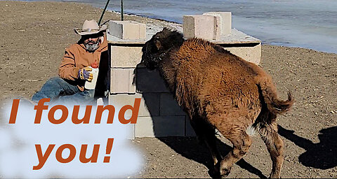 Baby bison play hide and seek with his dad