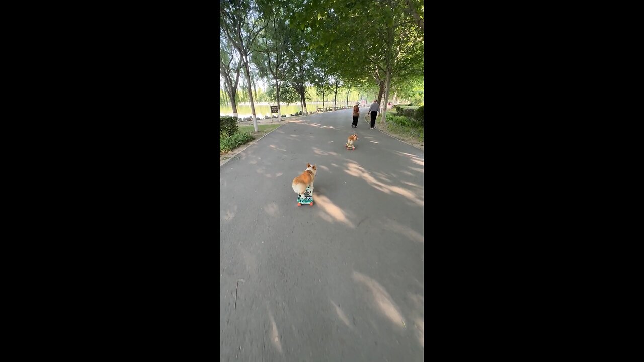 Corgi with a skateboard -- _dog _shorts