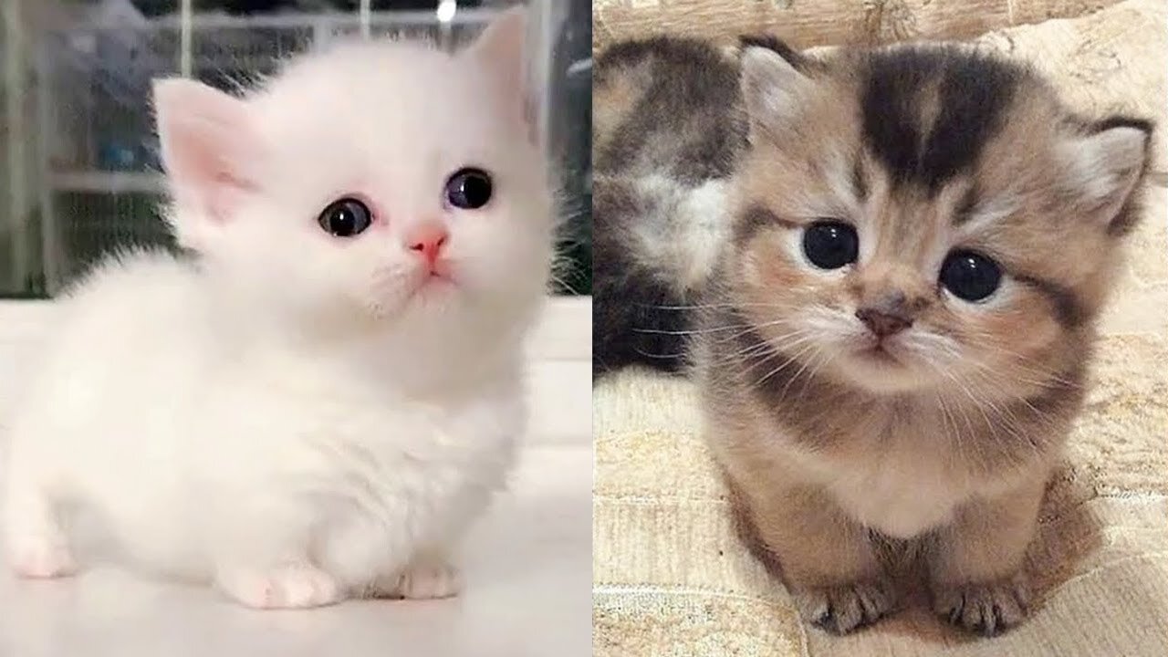 Cute little kittens - I'm Just A baby