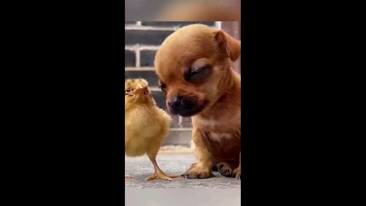 "Cluckles and Cuddles: A Feathered Friend Meets Furry Paws in Adorable Harmony!"