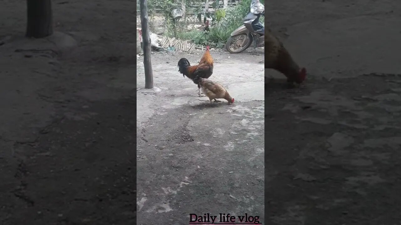 oh my god the chicken couple