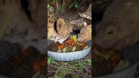 Can’t believe this happen #lion #shorts #viral #reels #saintpee #gimmelove #animals #trendingshorts