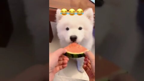 Puppy hasn't grown his teeth yet...🐶🐾🍉😅 #shorts #puppylove #Tiktok