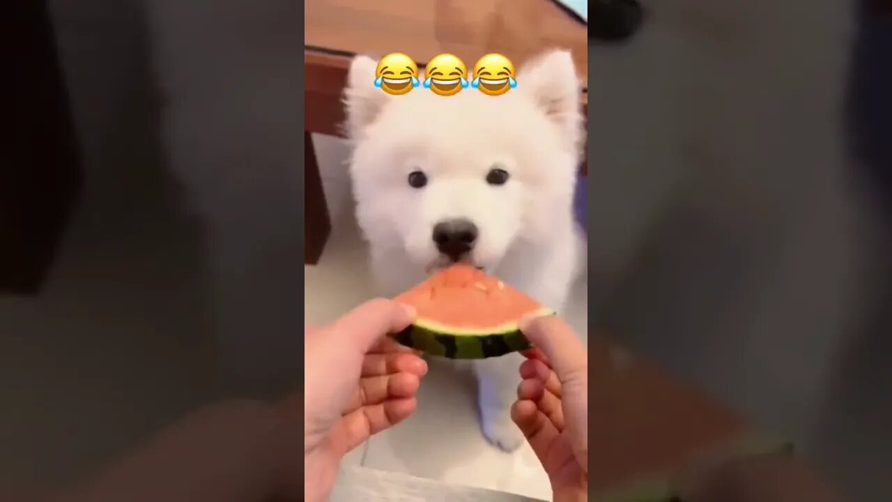 Puppy hasn't grown his teeth yet...🐶🐾🍉😅 #shorts #puppylove #Tiktok