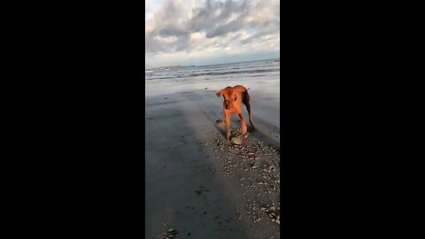 He Found a Clam, A CLAM!