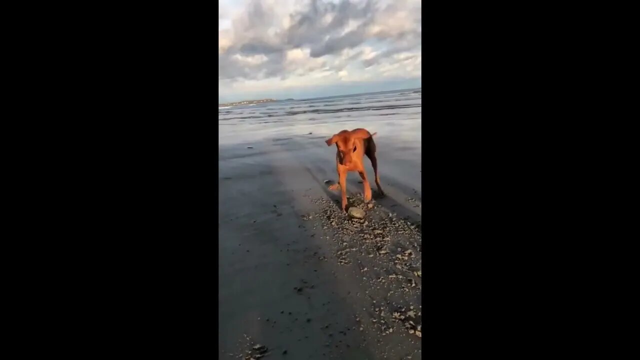 He Found a Clam, A CLAM!