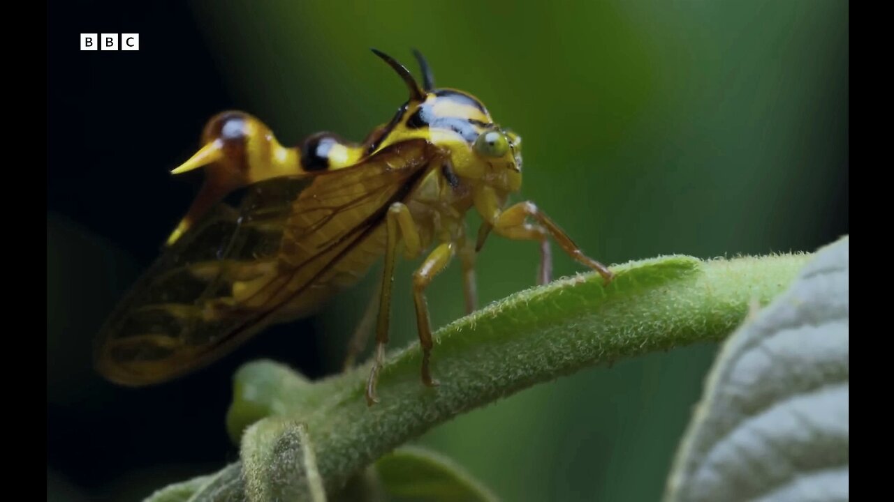 The Insects Who Vibrate To Communicate | Planet Earth 3 | BBC Earth 🌍🌍