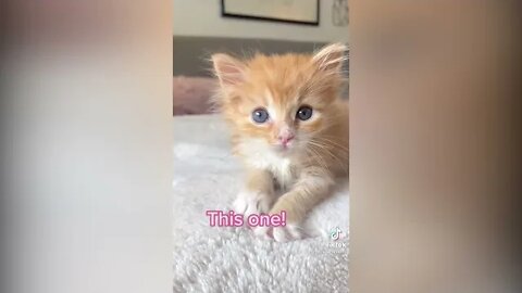 Cutest pet on the internet! TikTok trend