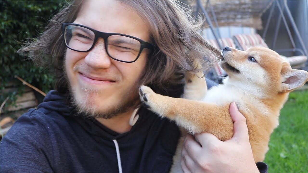 Cute Dog 🐶 begging for quick pet