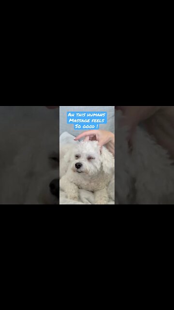 Why does this Bichon feel so good? 🤔 #shorts