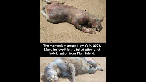 Australian Earthquake, Montauk Monster, Epstein & More.