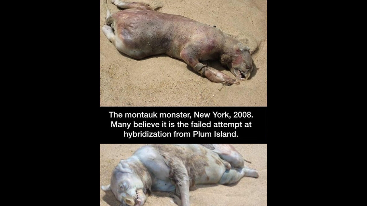Australian Earthquake, Montauk Monster, Epstein & More.