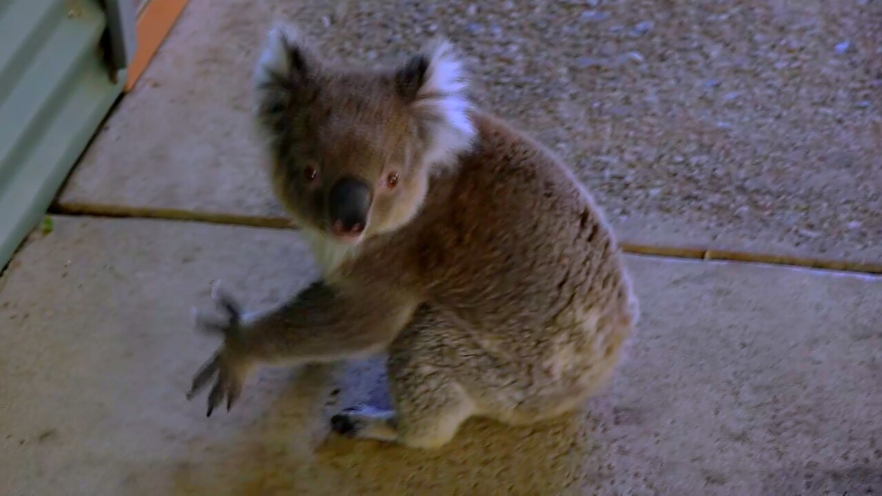 Joey Baby Koala Cute Australian Wildlife Baby Animals Video Australia