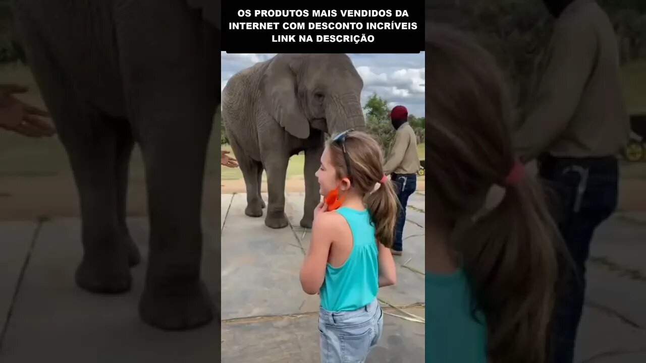 ELEFANTE DANÇA IGUAL A GAROTINHA