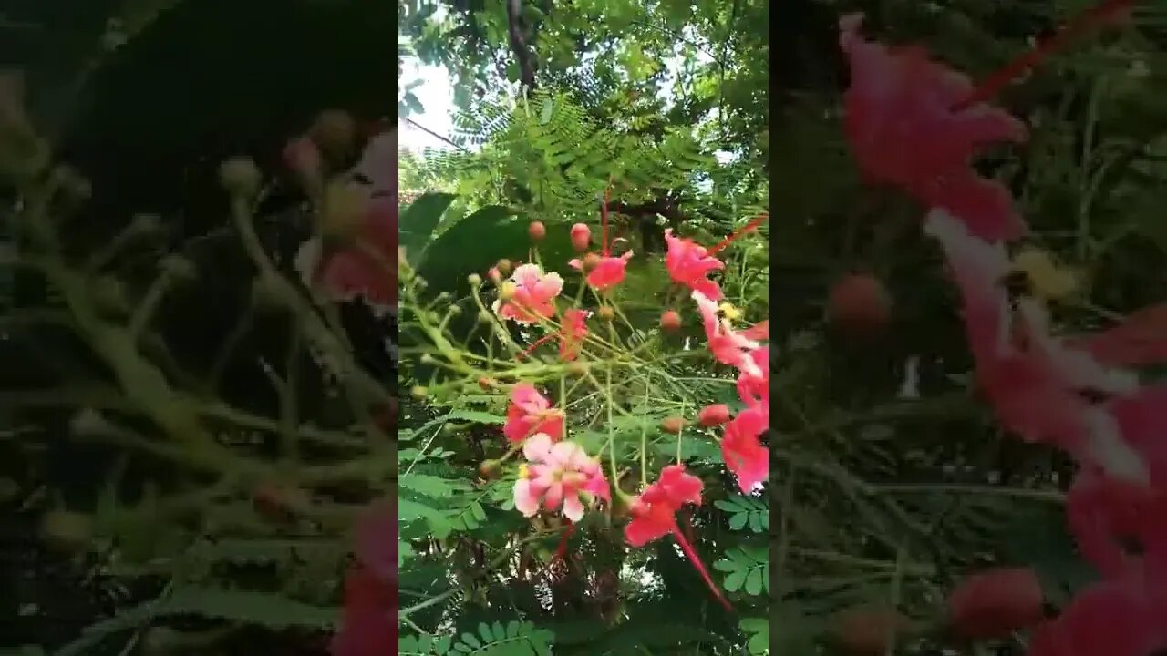 Guess the flowers #shorts